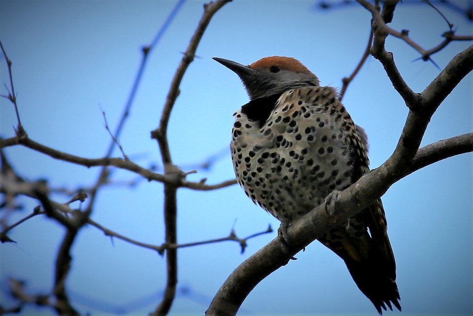 Gilded Flicker Baja, January best  (3)