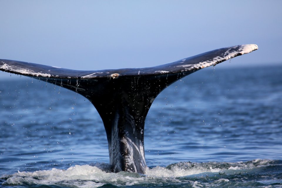 Gray Whales Baja Jan (112)