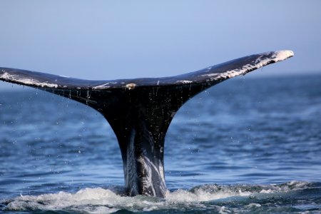 Gray Whales Baja Jan (112)