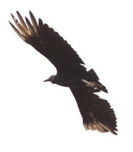 VULTURE, BLACK (7-12-12) 78 circulo montana, patagonia lake ranch estates, scc, az -01