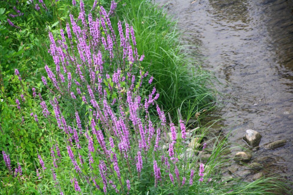 Flor, flors