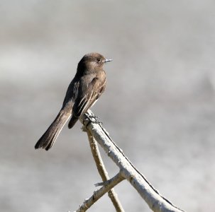 Black Phoebe best Baja Jan