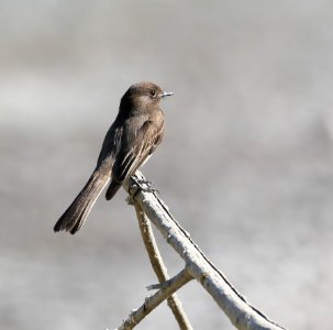 Black Phoebe best Baja Jan photo