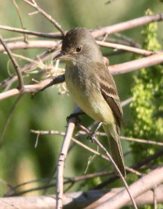 FLYCATCHER, WILLOW (5-22-12) pena blanca lake, scc, az - 02