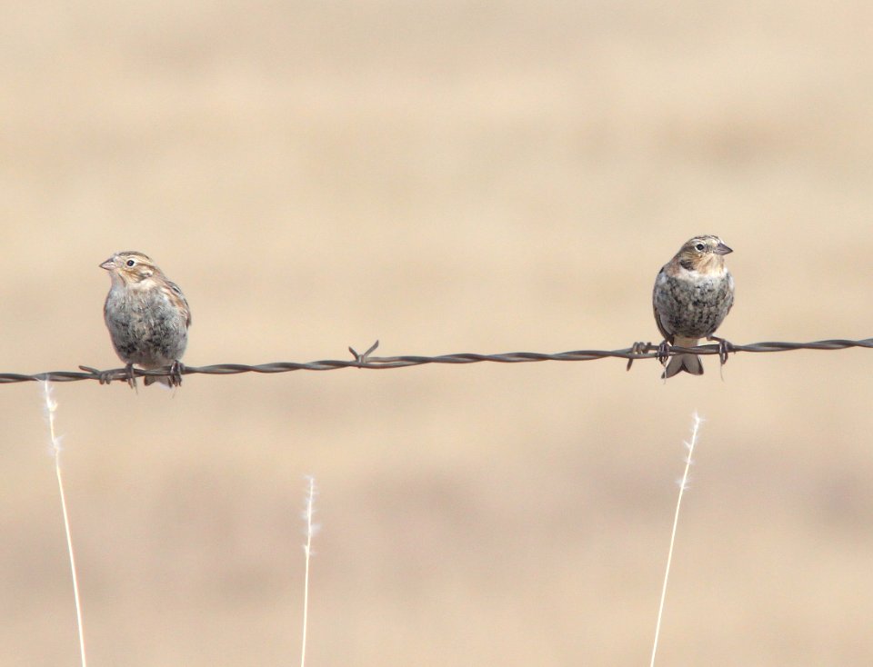 LONGSPUR, CHESTNUT-COLLARED (11-15-12) san rafael grasslands, scc,az -01