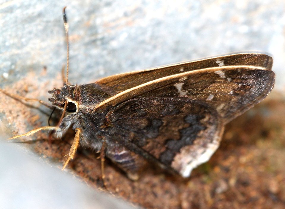 SKIPPER, GOLD-COSTA (Cogia caicus)) (7-21-12) harshaw road, patagonia mts, scc, az -01