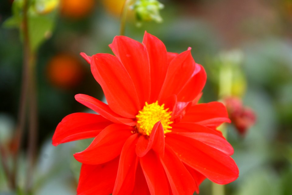 Flor, flors