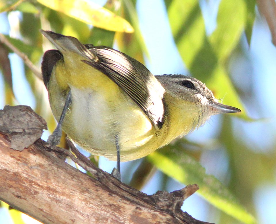 VIREO, PHILADELPHIA (10-21-12) pena blanca lake, scc, az -06b
