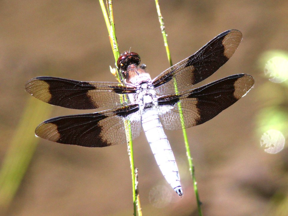 WHITETAIL, COMMON (Libellula lydia) (6-18-12) upper salmon river area, siskiyou co, ca -01