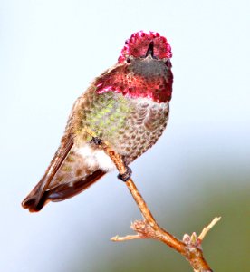 500 - ANNA'S HUMMINGBIRD (4-14-11) patagonia-sonoita creek preserve, scc, az - (3)