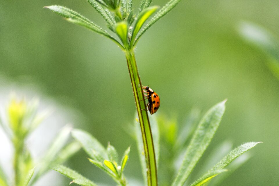 Nature insect garden