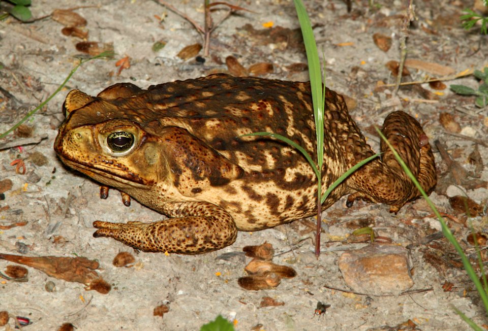 TOAD, GIANT (Bufo marinus) (4-18-12) national butterfly center, mission, tx - (3)