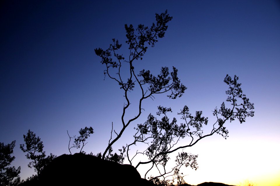 CA 0950 - GRANITE MT CAMPSITE, mojave preserve -02 (12-2011)