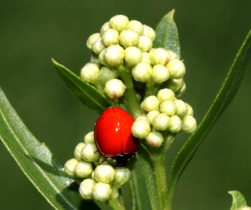 LADY BEETLE, sp (8-9-12) patagonia lake, scc, az -01