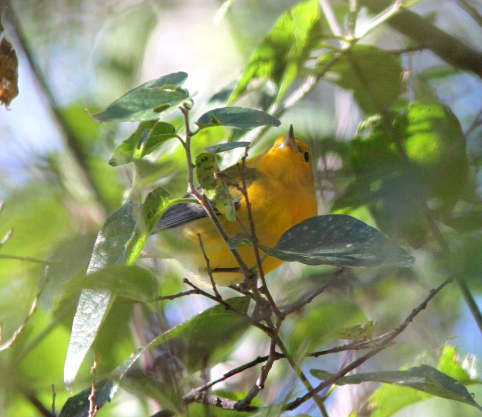 WARBLER, PROTHONOTARY (10-13-12) clark's crossing, n of tumacacori, scc, az -01