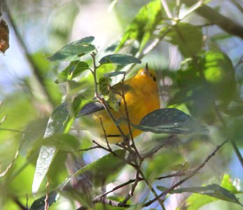 WARBLER, PROTHONOTARY (10-13-12) clark's crossing, n of tumacacori, scc, az -01