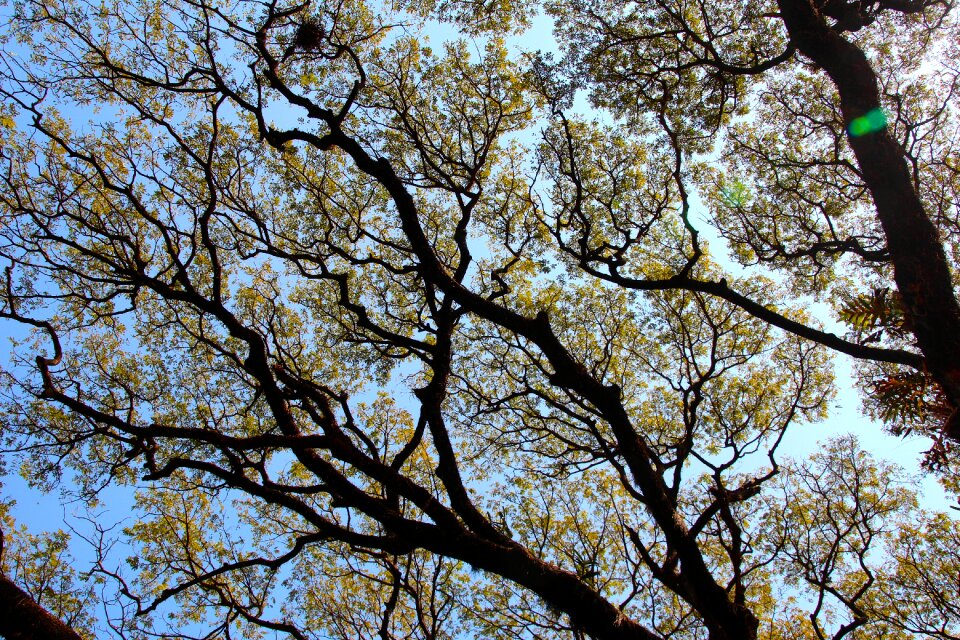 Leaves aesthetic high