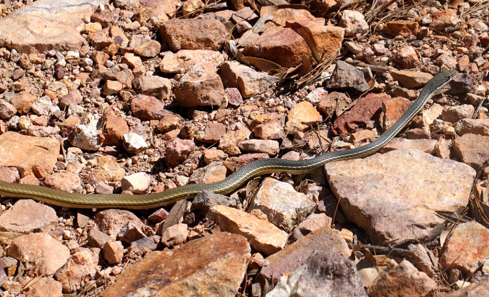 WHIPSNAKE, SONORAN (Masticophus taeniatus) (8-3-12) upper humboldt cyn, patagonia mts, scc, az -03