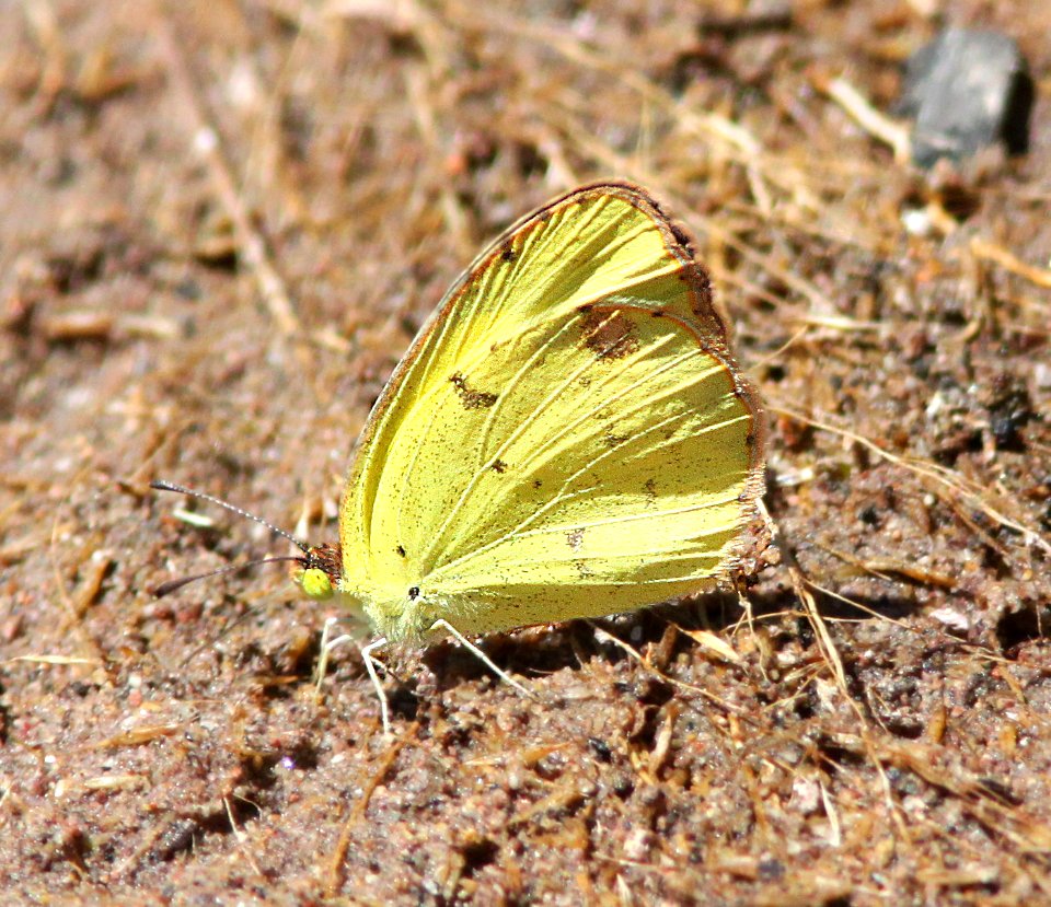 YELLOW, LITTLE (Pyrisitia lisa) (9-19-12) alamo side cyn, ruby rd, scc, az -01