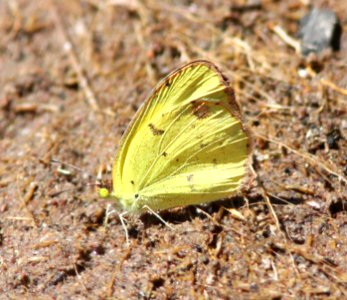 YELLOW, LITTLE (Pyrisitia lisa) (9-19-12) alamo side cyn, ruby rd, scc, az -01