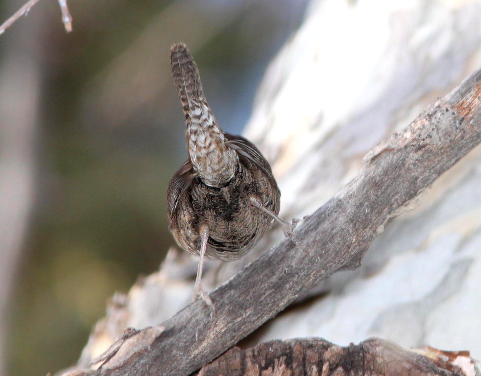 WREN, HOUSE (4-12-12) brown-throated, madera cyn, scc, az -06