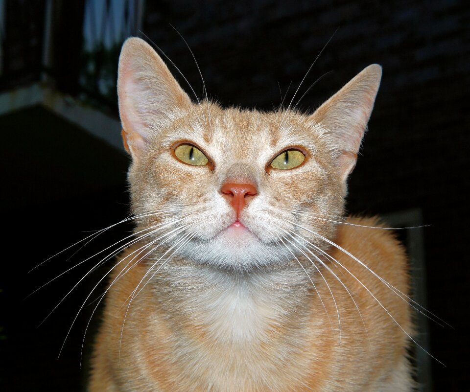 Head portrait animal photo