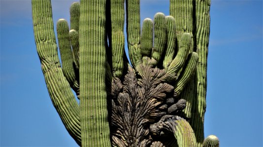 Catalina State Park