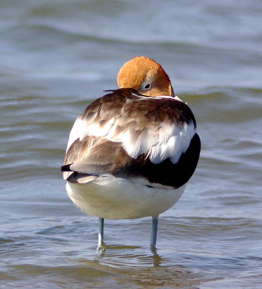275 -  AMERICAN AVOCET (3-25-09) morro bay, slo co, ca (5)