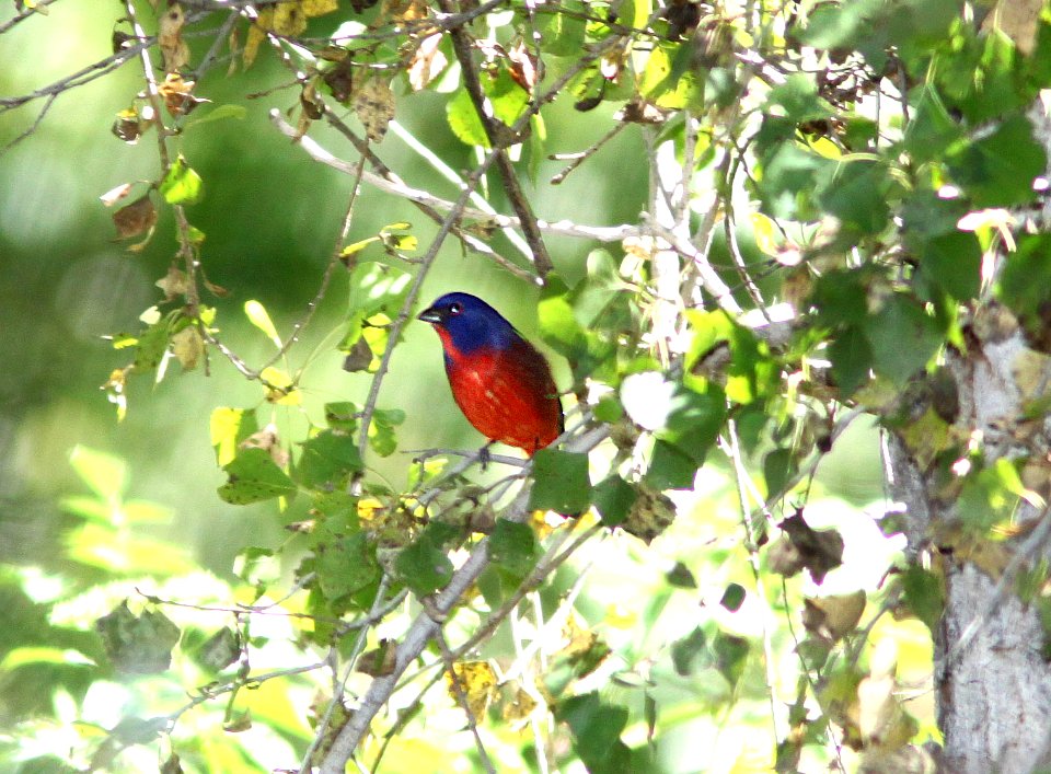 BUNTING, PAINTED (9-29-12) santa cruz river, north of santa margarita lane, tumacacori, scc, az -01