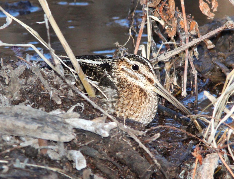 334 - WILSON'S SNIPE (2-4-12) patagonia lake , scc, az  (1)