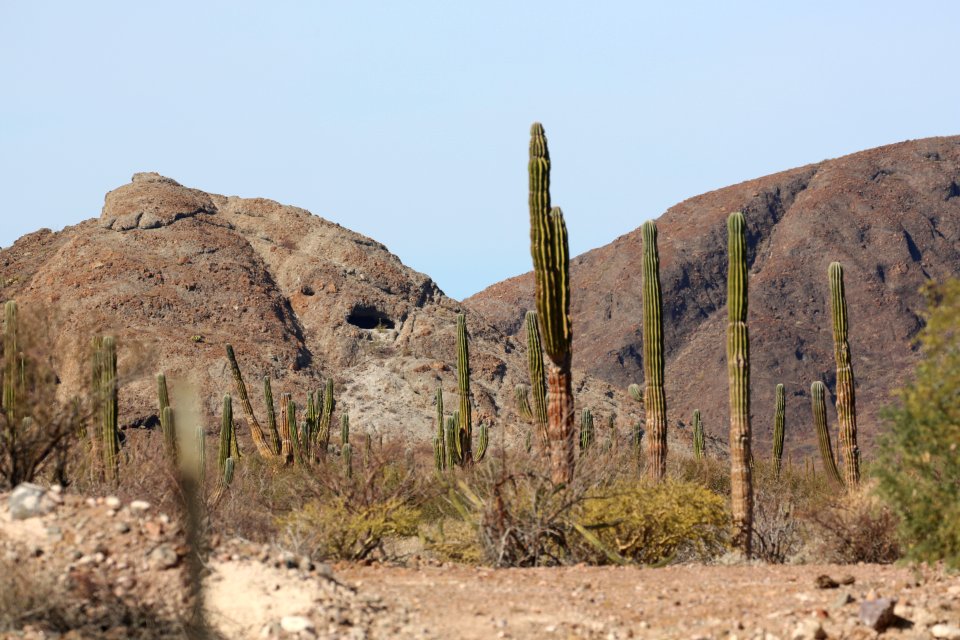 Cactus Scenes Baja  (7)