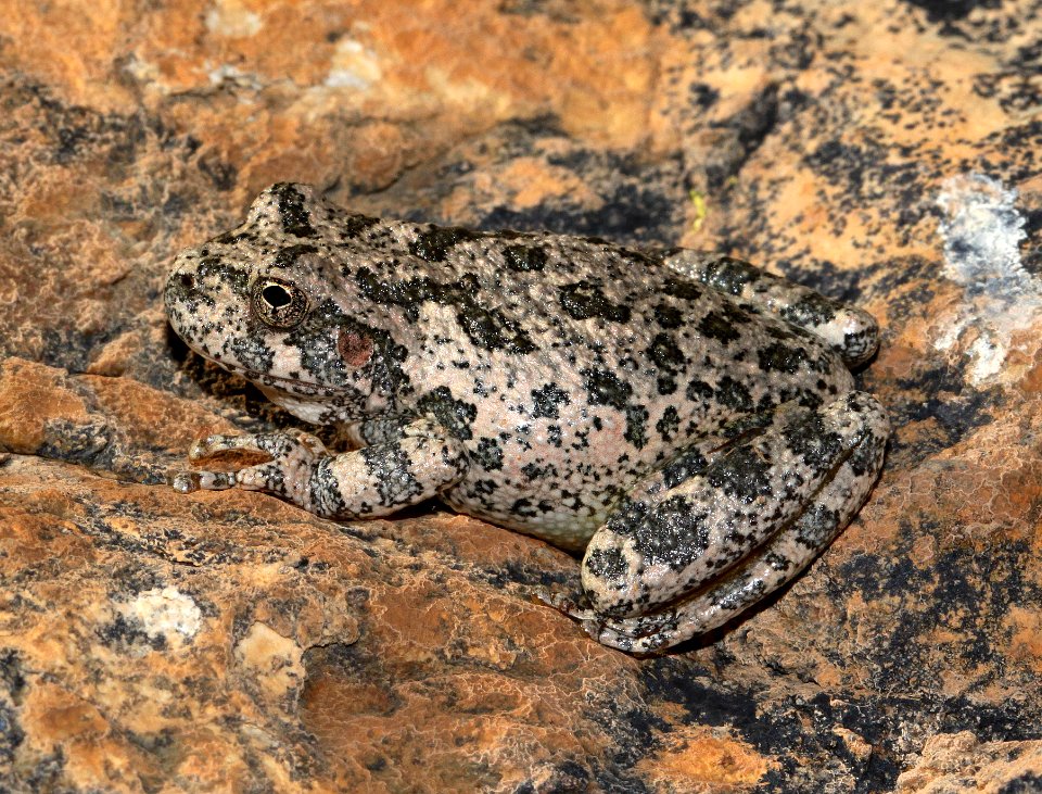 TREEFROG, CANYON (Hyla arenicolor) (9-16-12) california gulch, scc, az -01