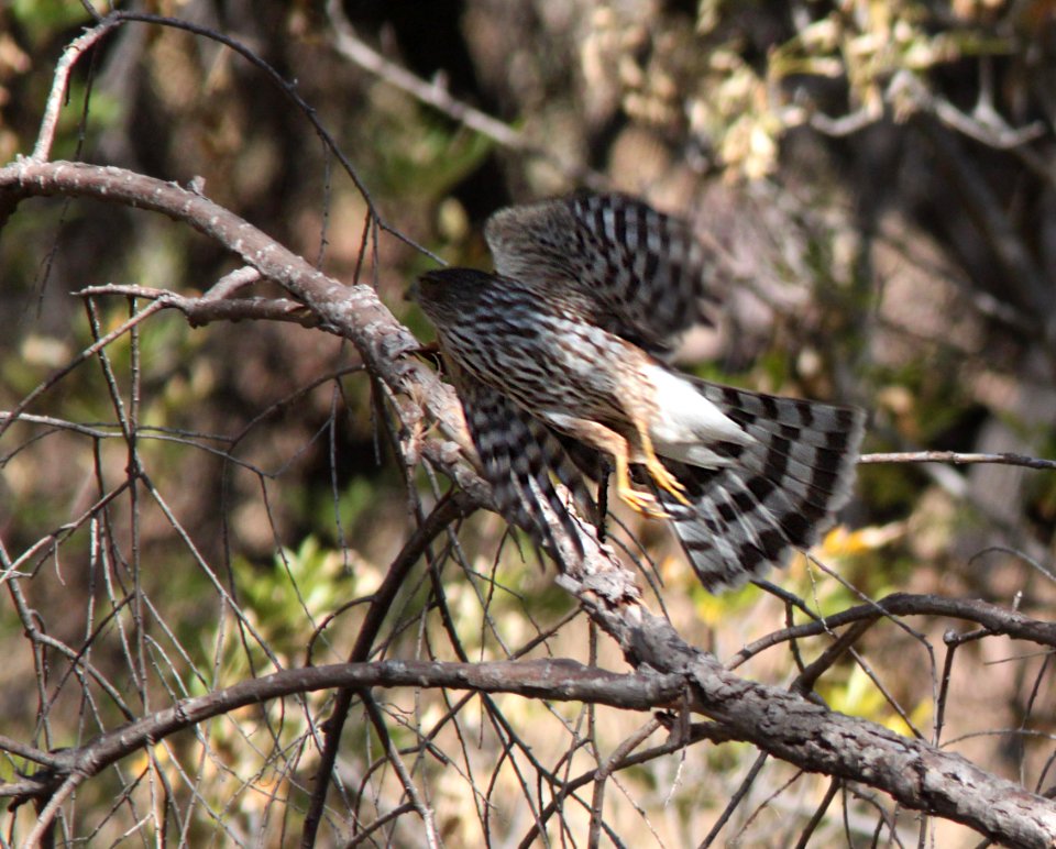 HAWK, SHARP-SHINNED (11-4-11) pena blanca lake, scc, az -02