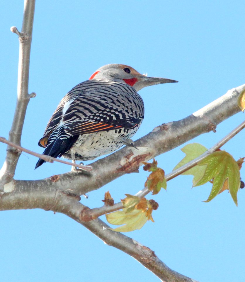 542 - NORTHERN FLICKER (3-16-10) red-shafted & yellow-shafted hybrid, male, el chorro reg park, slo co, ca  (1)