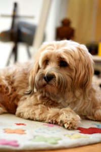 Tashi, Tibetan terrier