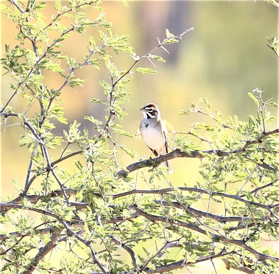 Lark Sparrow best in Baja in June (32)