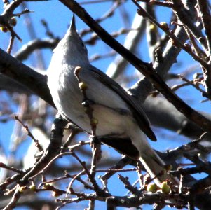 GNATCATCHER, BLACK-CAPPED (3-23-12) patagonia lake east end, scc, az -04