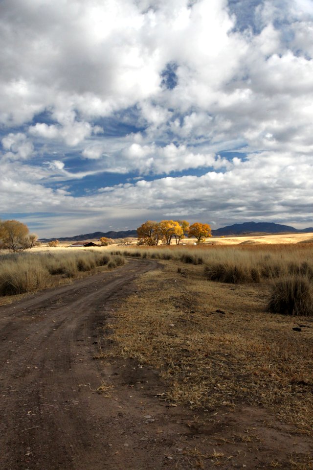 SAN RAFAEL VALLEY GRASSLANDS, SE of Patagonia, scc, az (11-24-11) -10a copy