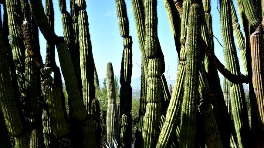 Arizona-Sonora Desert Museum
