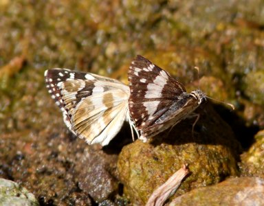 WHITE-SKIPPER, ERICHSON'S (Heliopyrgus domicella) (9-24-12) ca gulch, pajarito mts, scc, az -04