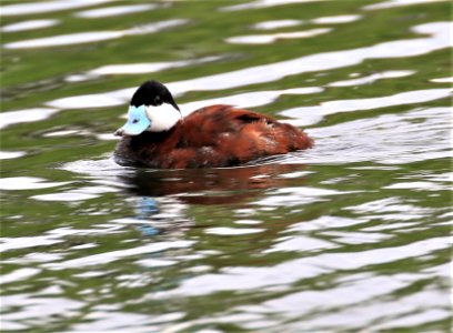 Ruddy Duck Baja January best male (6)