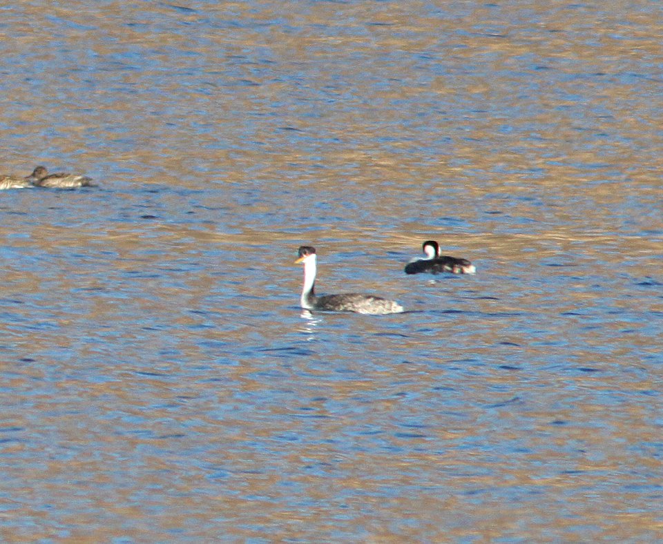 GREBE,  WESTERN? (11-8-11) patagonia lake, scc, az -01
