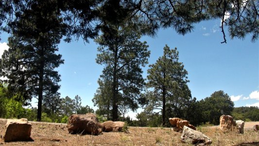 Coronado National Forest