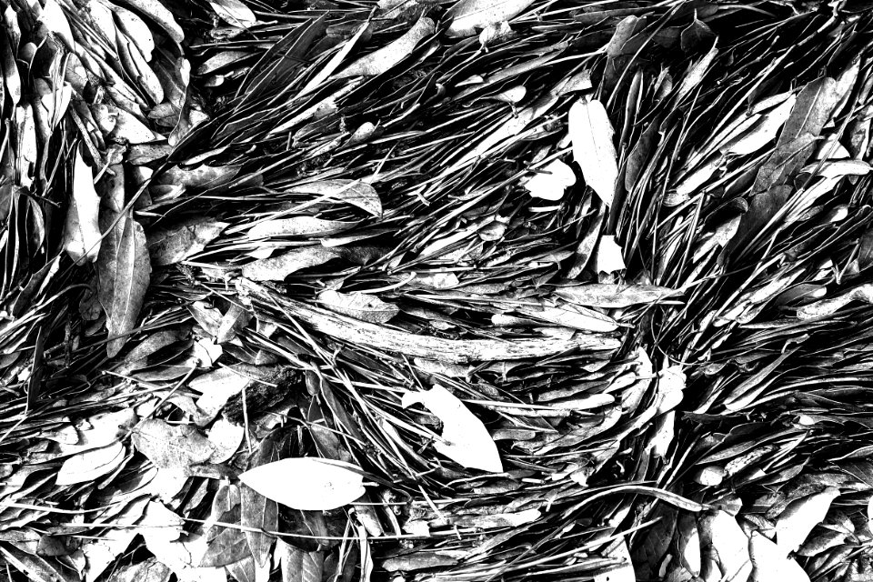 HUMBOLDT CANYON, upper canyon area, Patagonia Hills, scc, az (7-21-12) -01 leaf-jam -BW