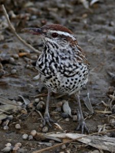 Cactus Wren best Baja  J