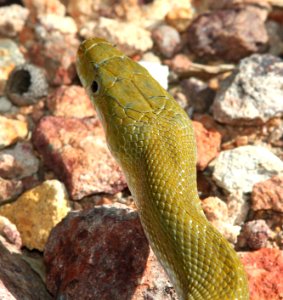 GREEN RATSNAKE (Senticolis triaspis) (3-31-12) humboldt cyn, patagonia mts, scc, az -06