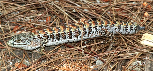 LIZARD, CALIFORNIA SOUTHERN ALLIGATOR (Elgaria multicarinata m.) (6-23-12) canet rd, slo co, ca -01