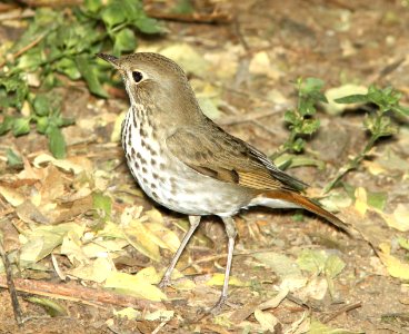 THRUSH, HERMIT (10-28-12) patagonia lake, scc, az -02