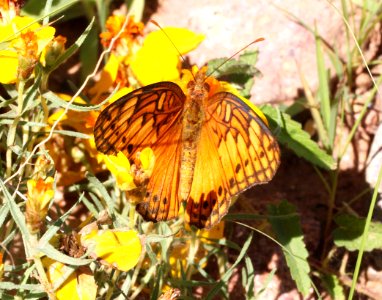 FRITILLARY, MEXICAN (Euptoieta hegesia) (8-2-12) san rafael grassland, scc, az -02