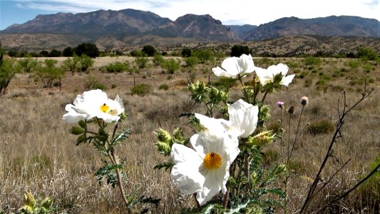 US 180 NM (White Prickly Poppy)